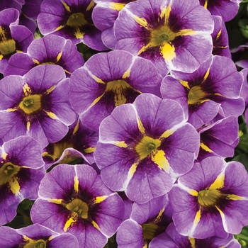 Calibrachoa ''Evening Star™'' BBCAL87705 PPAF (Calibrachoa) - Superbells® Evening Star™