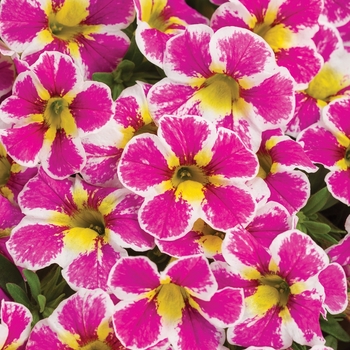 Calibrachoa ''Holy Cow!™'' BBCAL85303 PPAF (Calibrachoa) - Superbells® Holy Cow!™