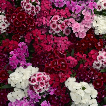 Dianthus chinensis x barbatus - Floral Lace™ Mix