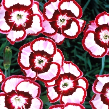 Dianthus 'Dessert Raspberry Swirl' - Garden Pinks