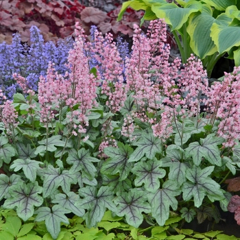 Heucherella 'Pink Fizz' - Foamy Bells