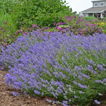 Lavandula angustifolia - 'Blue Cushion' Lavender