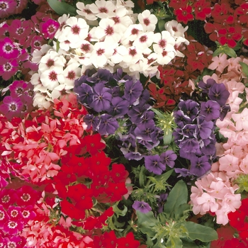 Dianthus ''Mix'' (Garden Pinks) - Diamond Mix