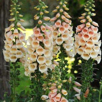 Digitalis ''Dalmatian Peach'' (Foxglove) - Dalmatian Peach Foxglove