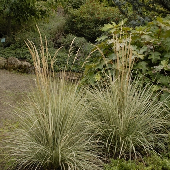 Calamagrostis acutiflora 'Overdam' - Variegated Feather Reed Grass