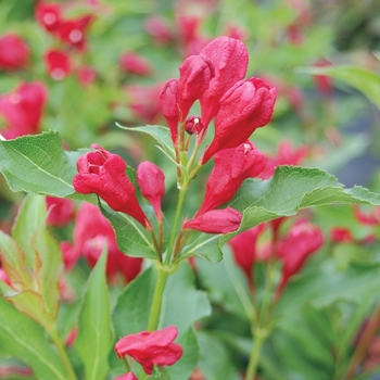 Weigela florida ''Verweig 6'' PP25132 (Weigela) - Sonic Bloom® Red