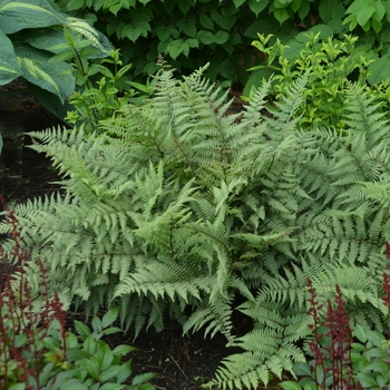 Athyrium 'Ghost' - Hybrid Fern