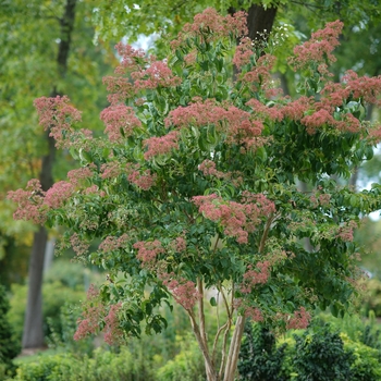 Temple of Bloom® Seven Son Flower