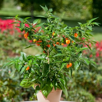 Capsicum annuum - 'Habanero' Pepper