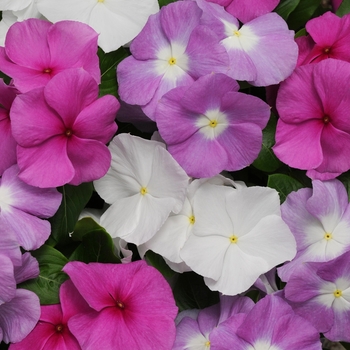 Catharanthus roseus 'Titan Summer Breeze Mix' - Titan™ Vinca