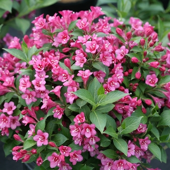 Weigela florida - Snippet® 'Dark Pink'