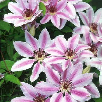 Clematis hybrid 'Nellie Moser' - Hybrid Clematis