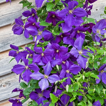 Clematis jackmanii - Clematis jackmanii