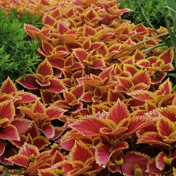 Solenostemon scutellarioides ''Trusty Rusty'' (Coleus) - Trusty Rusty Coleus