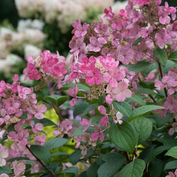 Hydrangea paniculata 'Little Quick Fire' - Hydrangea