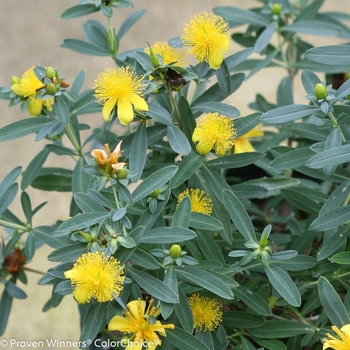 Hypericum kalmianum ''SMHKBF'' PP25795, Can 5306 (St. John''s Wort) - Blues Festival® St. John''s Wort