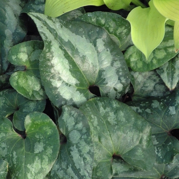 Asarum splendens (Showy Ginger) - Showy Ginger