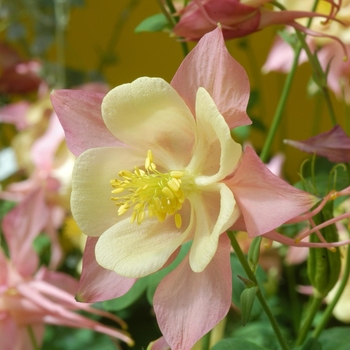 Aquilegia x hybrida 'Swan Pink & Yellow' - Hybrid Columbine