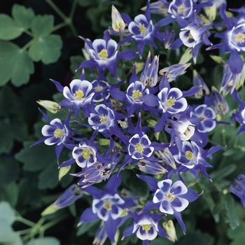 Aquilegia vulgaris 'Winky Blue & White' - Columbine
