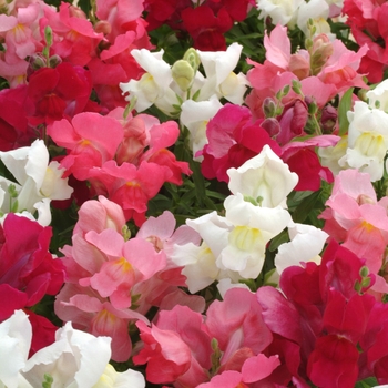 Antirrhinum majus 'Snapshot Berry N Cream Mix' - Dwarf Garden Snapdragon