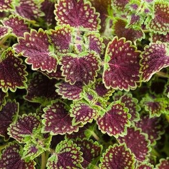 Solenostemon scutellarioides ''Kakegawa CE2'' PP15371, Can 2085 (Coleus) - ColorBlaze® Chocolate Drop