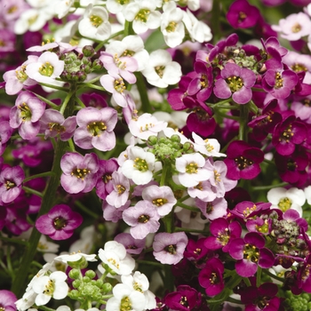 Lobularia maritima (Alyssum) - Clear Crystal® Mix