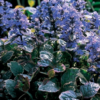 Ajuga reptans 'Burgundy Glow' - Common Bugle Weed