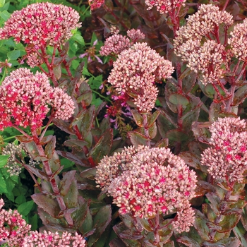 Sedum ''Thunderhead'' PP24693 (Stonecrop) - Thunderhead Stonecrop