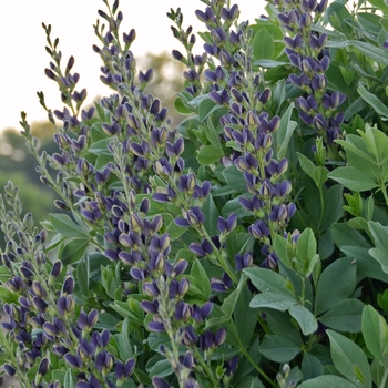 Baptisia australis ''Indigo Spires'' PP26750 (False Indigo) - Indigo Spires False Indigo