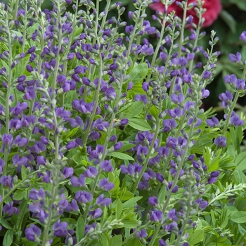 Baptisia australis (False Indigo) - False Indigo