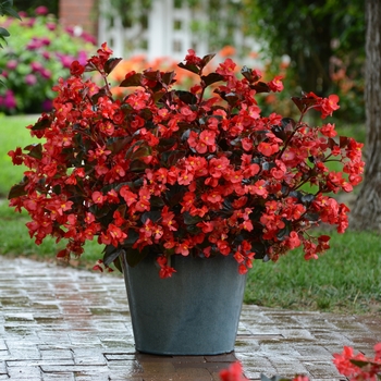 Begonia ''Red Bronze Leaf'' - Megawatt™ Red Bronze Leaf