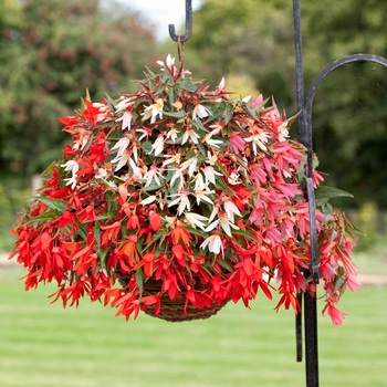 Begonia boliviensis ''Mix'' (Begonia) - Bossa Nova® Mix