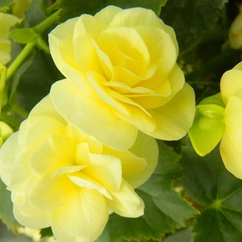 Begonia x hiemalis ''Light Yellow'' (Rieger Begonia) - Solenia® Light Yellow