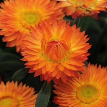 Bracteantha bracteata 'Mohave Orange' - Strawflower