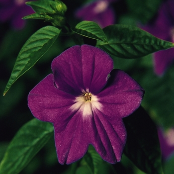 Browallia speciosa major 'Marine Bells' - Browallia