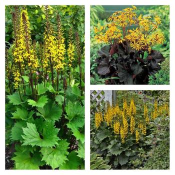 Ligularia ''Multiple Varieties'' (Ligularia) - Multiple Varieties Ligularia