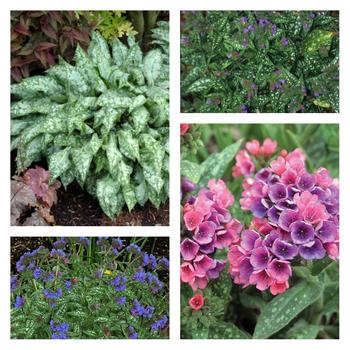 Pulmonaria ''Multiple Varieties'' (Lungwort) - Multiple Varieties Lungwort