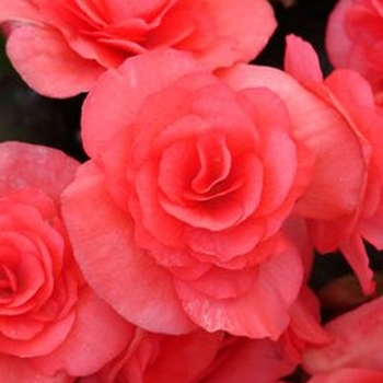 Begonia x hiemalis 'Solenia® Dark Pink' - Rieger Begonia