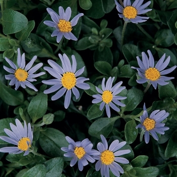 Felicia ''Forever Blue'' (Blue Felicia Daisy) - Forever Blue Blue Felicia Daisy