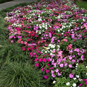 Impatiens hawkeri (New Guinea Impatiens) - Divine™ 'Mystic Mix'