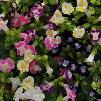 Torenia fournieri ''Kauai Mix'' (Wishbone Flower) - Kauai Mix Wishbone Flower