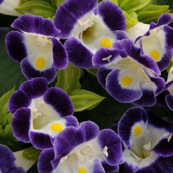 Torenia fournieri ''Kauai Blue & White'' (Wishbone Flower) - Kauai Blue & White Wishbone Flower