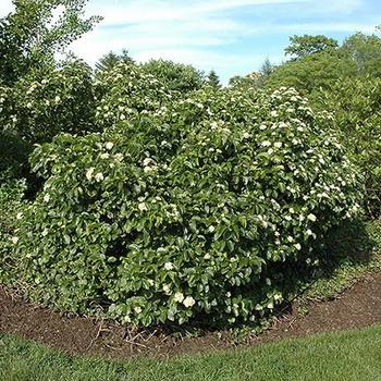 Viburnum dentatum ''Rastzam'' (Viburnum) - Raspberry Tart™ Viburnum