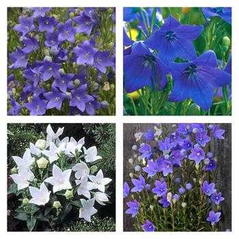 Platycodon grandiflorus ''Multiple Varieties'' (Balloon Flower) - Multiple Varieties Balloon Flower