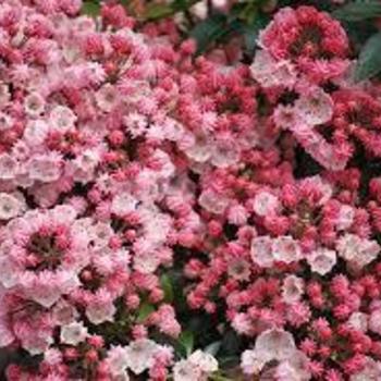 Kalmia latifolia ''Tiddlywinks'' (Mountain Laurel) - Tiddlywinks Mountain Laurel