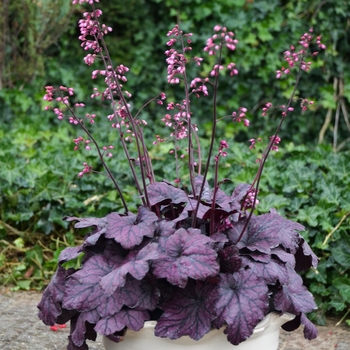 Heuchera 'Electric Plum' - Coral Bells