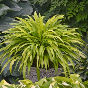 Hosta 'Curly Fries' - Hosta