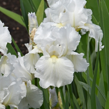 Iris germanica ''Immortality'' (Bearded Iris) - Immortality Bearded Iris