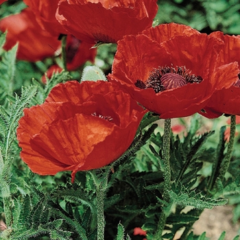 Papaver orientale ''Beauty of Livermere'' (Oriental Poppy) - Beauty of Livermere Oriental Poppy