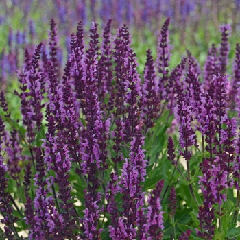 Salvia nemorosa ''Bumbleberry'' (Sage) - Bumbleberry Sage